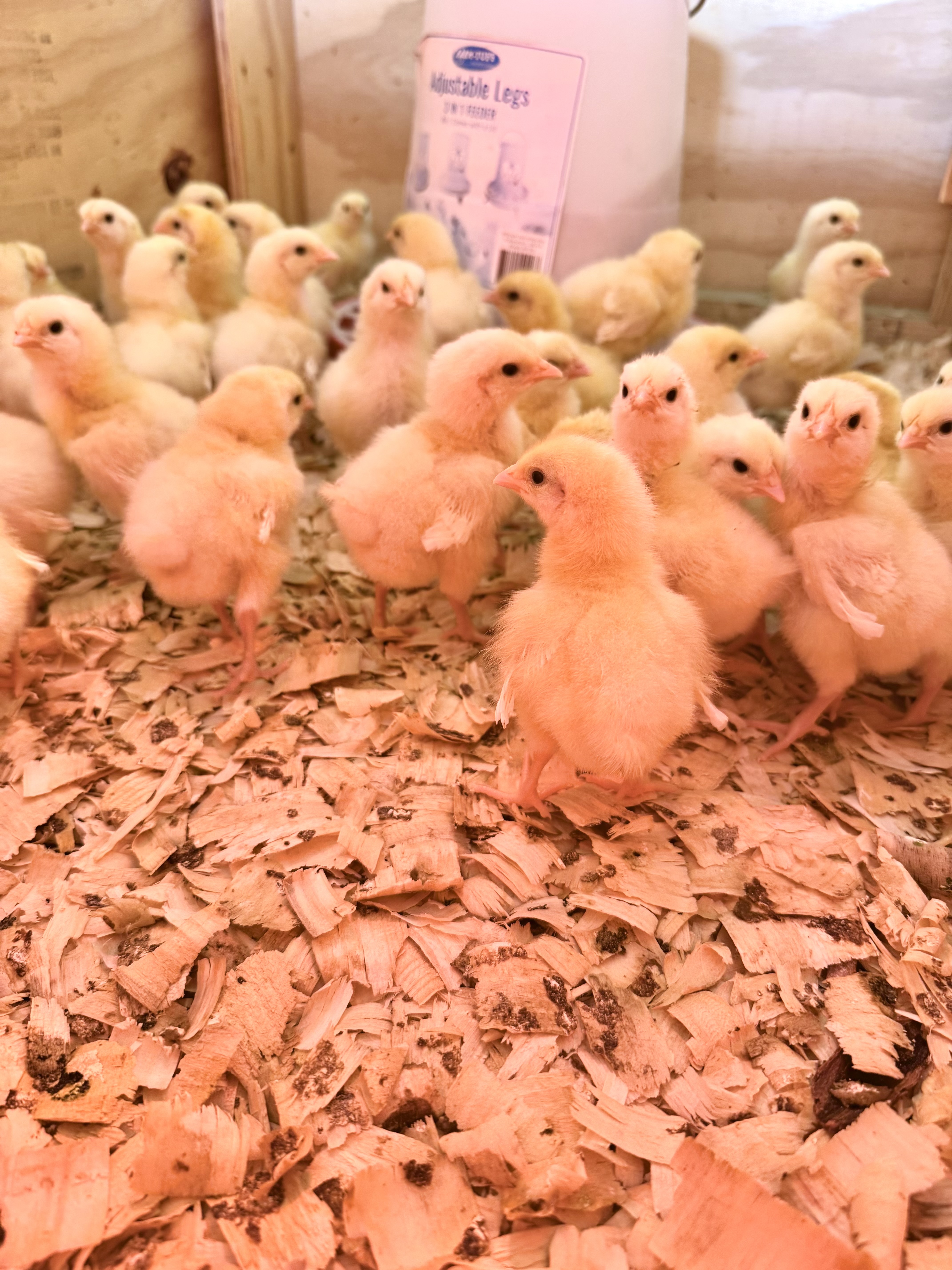 Baby Chicks — MTK Farm