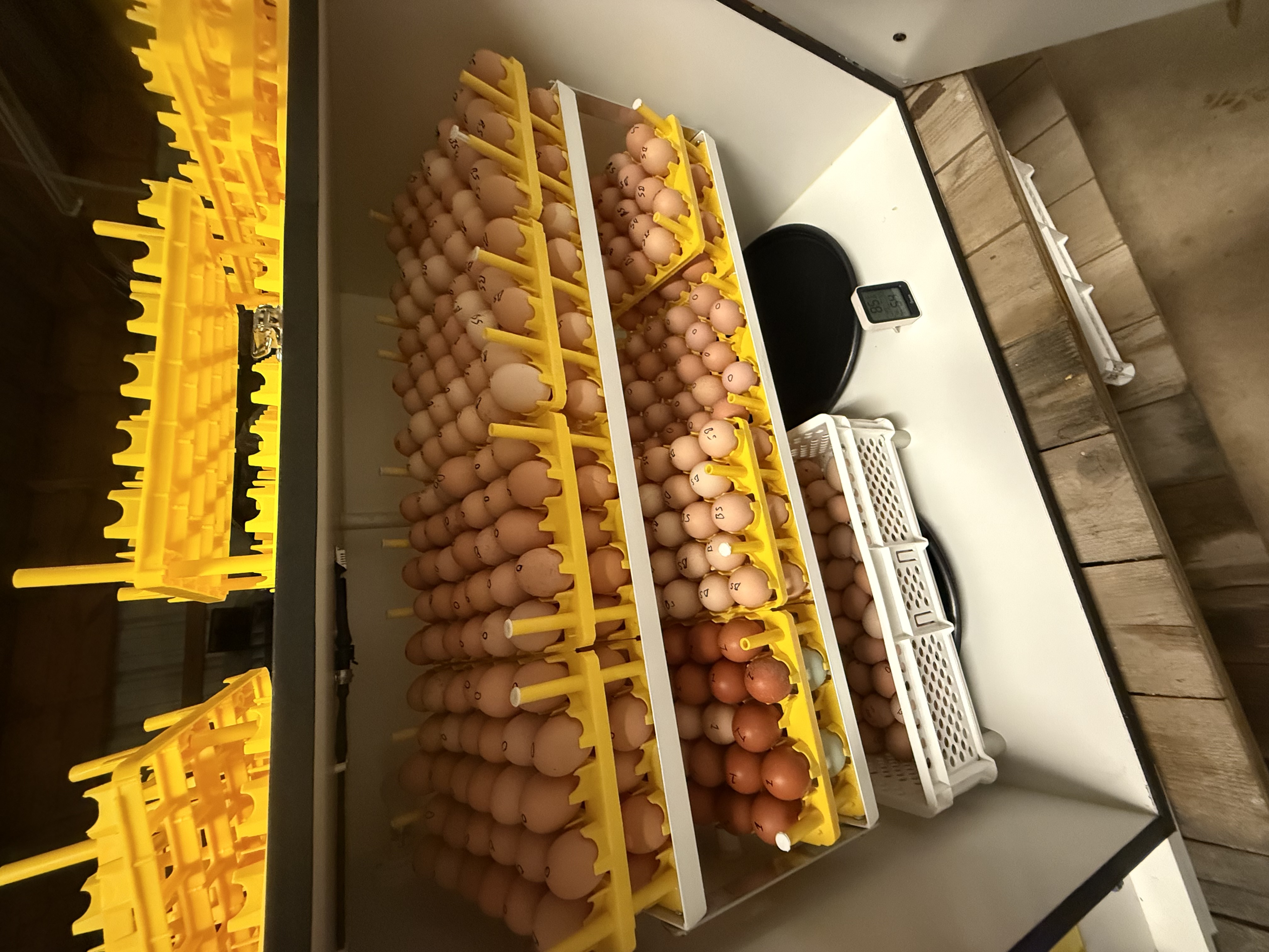 Bulk Orders — MTK Farm