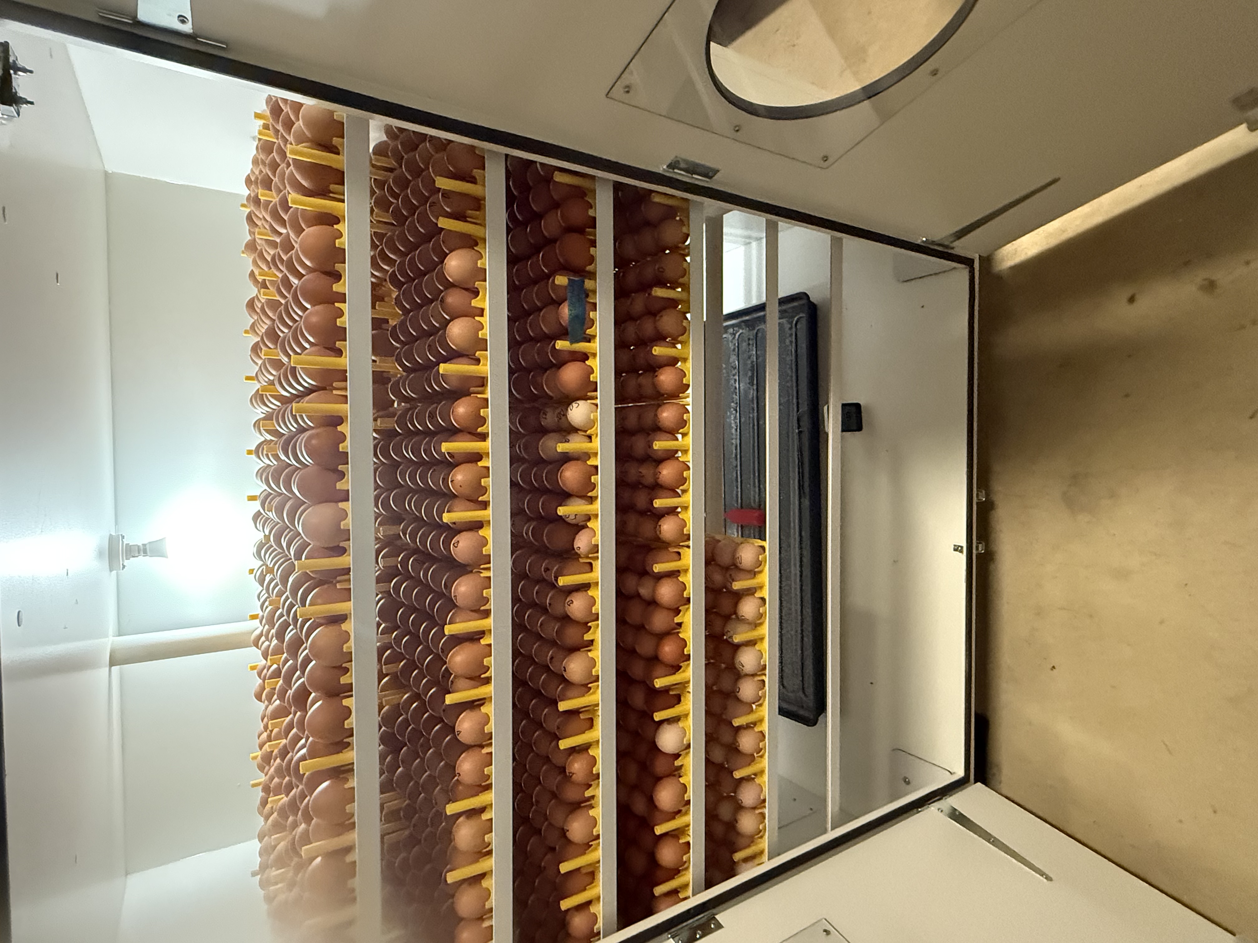 MTK Farm egg incubator — fresh chicken balut